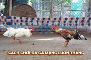 Trải Nghiệm Đá Gà Sabong Tại W88 Với Đầy Đủ Tiện Ích Hấp Dẫn Và Uy Tín Cao 6 Trải Nghiệm Đá Gà Sabong Tại W88 Với Đầy Đủ Tiện Ích Hấp Dẫn Và Uy Tín Cao