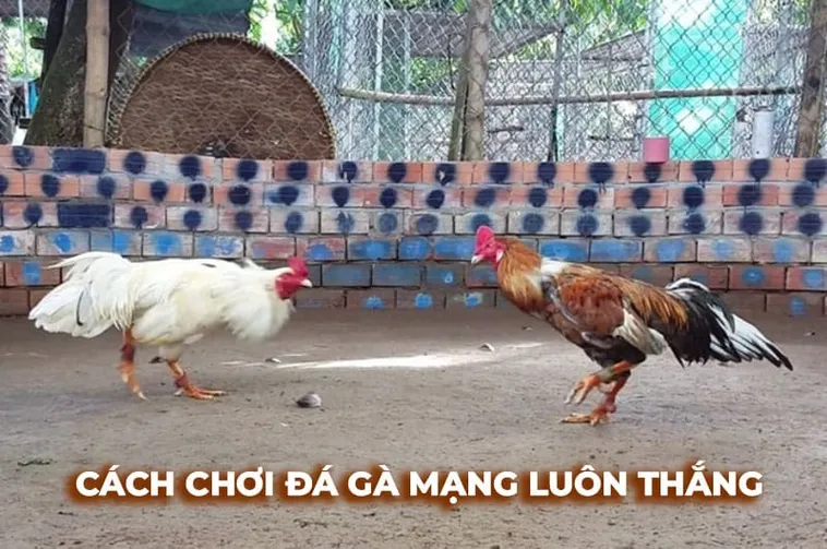 Trải Nghiệm Đá Gà Sabong Tại W88 Với Đầy Đủ Tiện Ích Hấp Dẫn Và Uy Tín Cao 1 Trải Nghiệm Đá Gà Sabong Tại W88 Với Đầy Đủ Tiện Ích Hấp Dẫn Và Uy Tín Cao